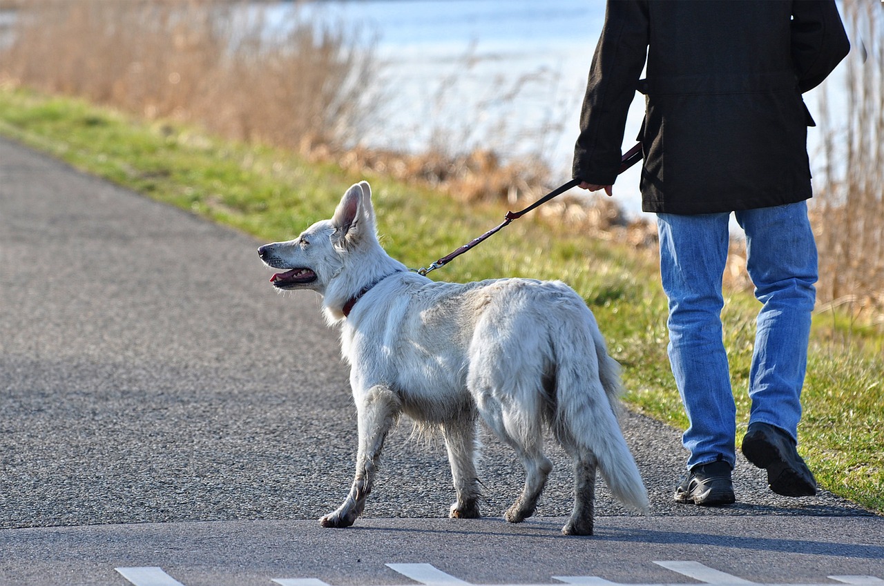 Walking your dog in public is now a punishable offense in Tehran (Source: Pixabay)