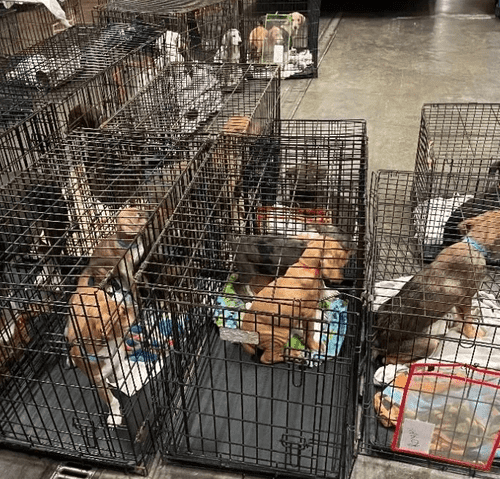 (Longview Fire Department)