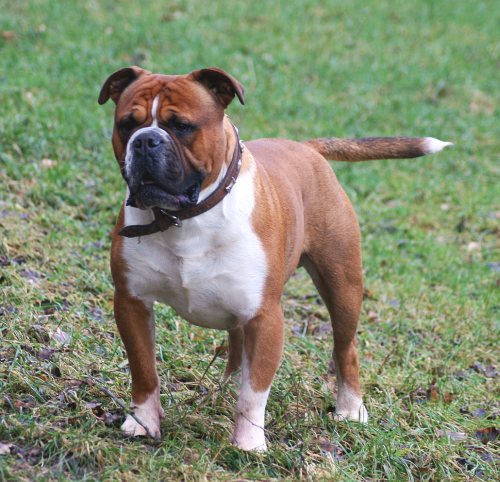 A male Olde English Bulldogge. (Wikipedia)