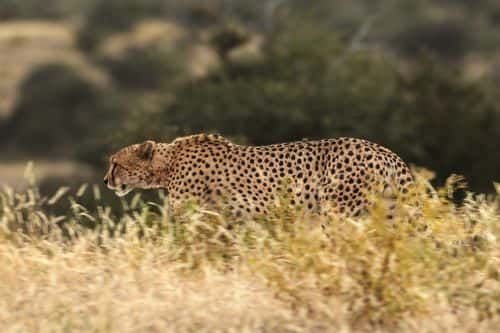 A cheetah walks through the Mashatu game reserve on July 24, 2010 in Mashatu game reserve, Botswana. Mashatu is a 46,000 hectare reserve located in Eastern Botswana where the Shashe river and Limpopo river meet.