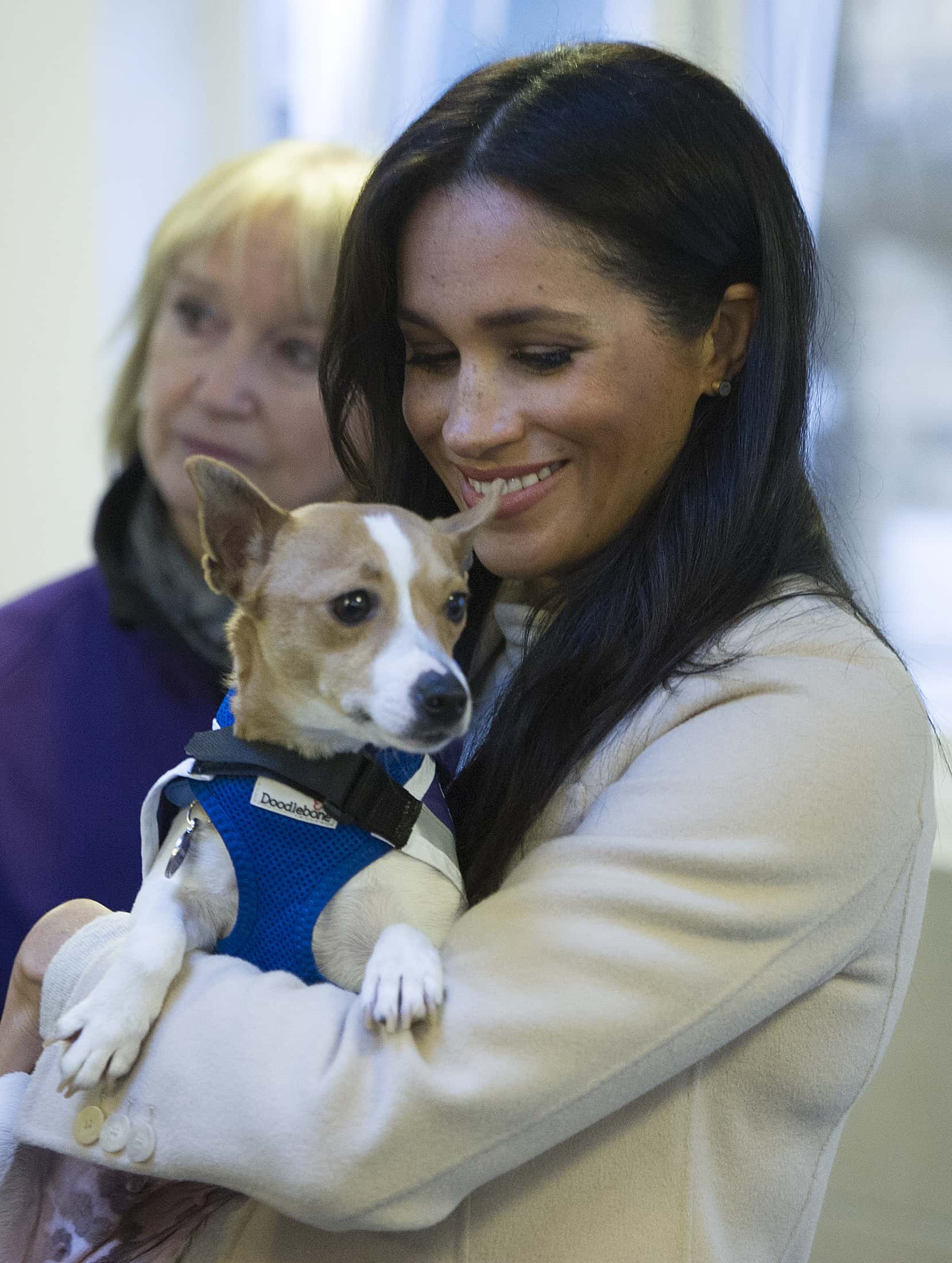 Meghan, the Duchess of Sussex meets a Jack Russell called