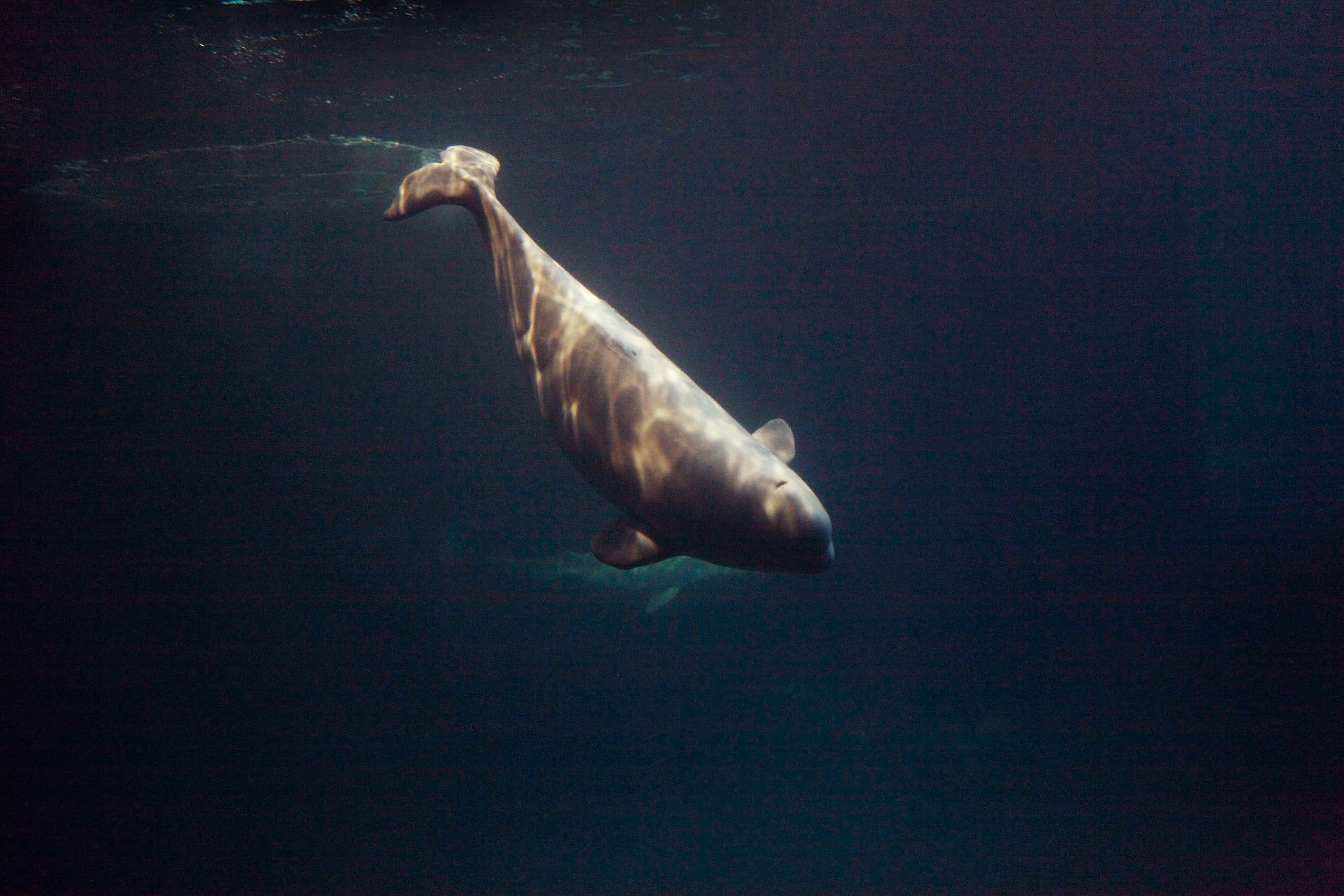 A six-week-old beluga whale swims at Shedd Aquarium January 21, 2010 in Chicago, Illinois. The calf which was born December 14, weighed 162 pounds and was 5' 4