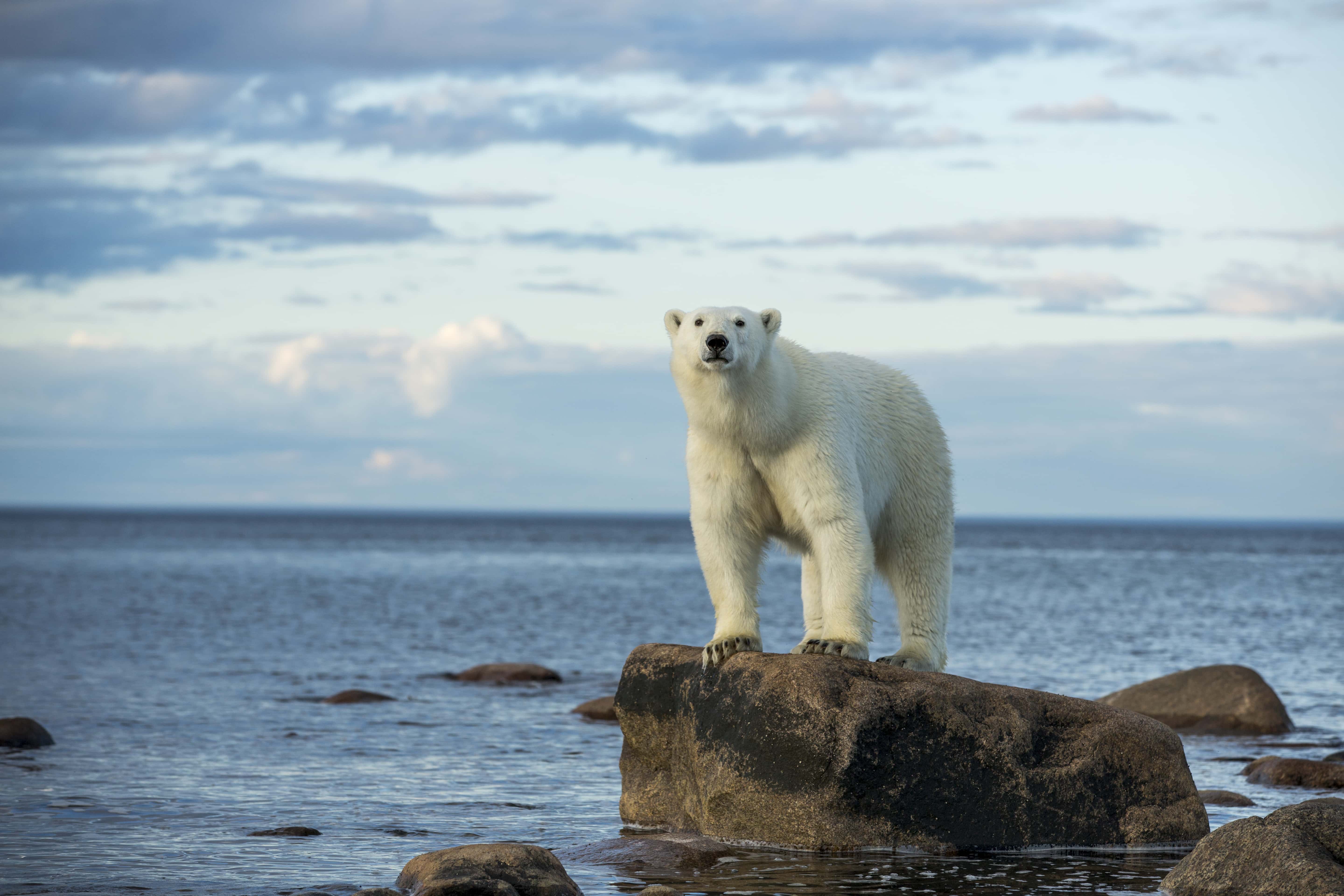 Canada, Manitoba, Polar Bear (Ursus maritimus) standing on rocks surrounded by rising tide at Hubbart Point along Hudson Bay on summer evening
