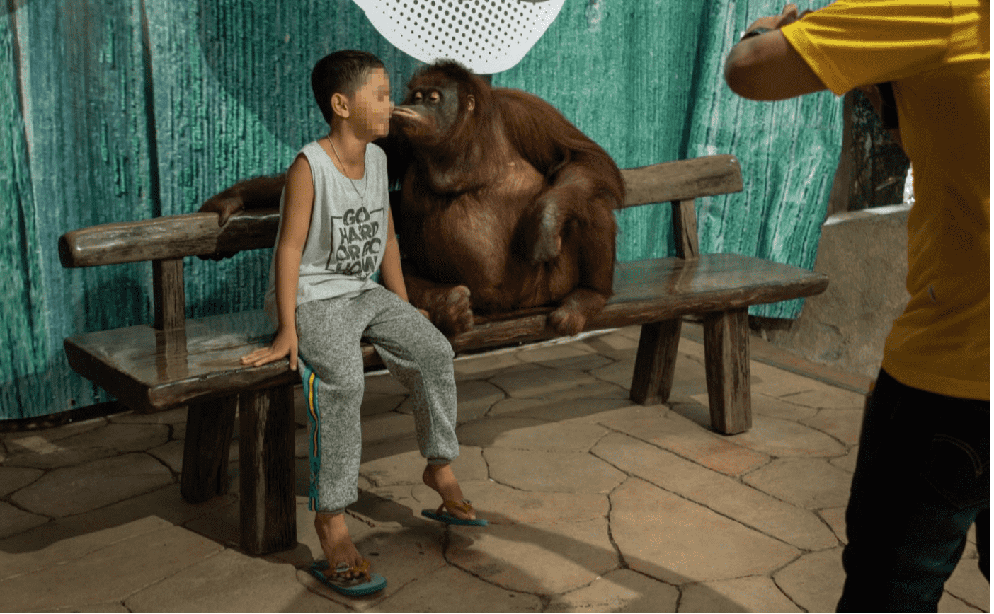 From circuslike shows to wildlife selfies, animals are routinely