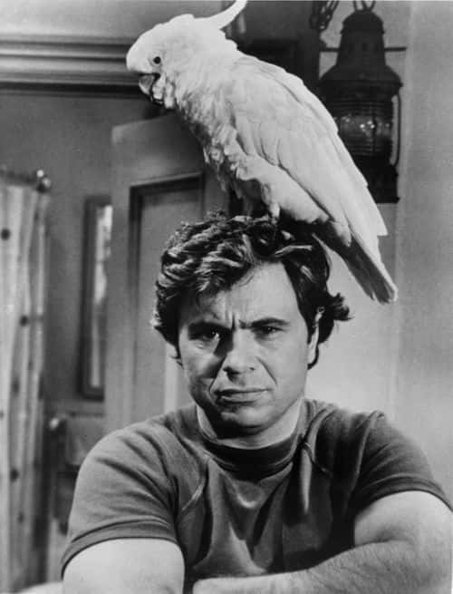 American actor Robert Blake stands with an exotic bird atop his head in a still from the TV crime series 'Baretta,' circa 1976. Blake's wife Bonny Lee Bakely was shot to death in the couple's car May 4, 2001 outside a restaurant in Los Angeles, CA. (Photo by Getty Images)
