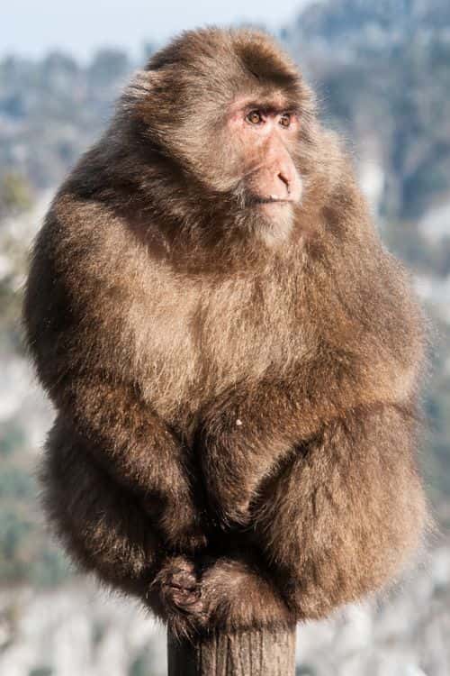 This little guy seemed to know how to make the light work for this profile photo on my way up to Mount Emei's Golden Summit in Sichuan province, China.