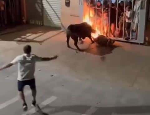 The bull was seen as aggressive and uncontrollable after the horns were lighted (Screenshot via DailyMail.com)