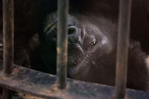 Bua Noi, the zoo's only gorilla, is seen in her enclosure at the Pata Zoo on September 25, 2014 in Bangkok, Thailand.  Located on the 6th and 7th floors of the aging Pata Department Store, the Pata Zoo is being criticized by animal rights activists for having cramped, inadequate facilities. A recent campaign to free Bua Noi, the zoo's only gorilla, has received over 35,000 signatures and the chief of Thailand's Department of National Parks, Wildlife and Plant Conservation has agreed to meet with activists to discuss the matter.