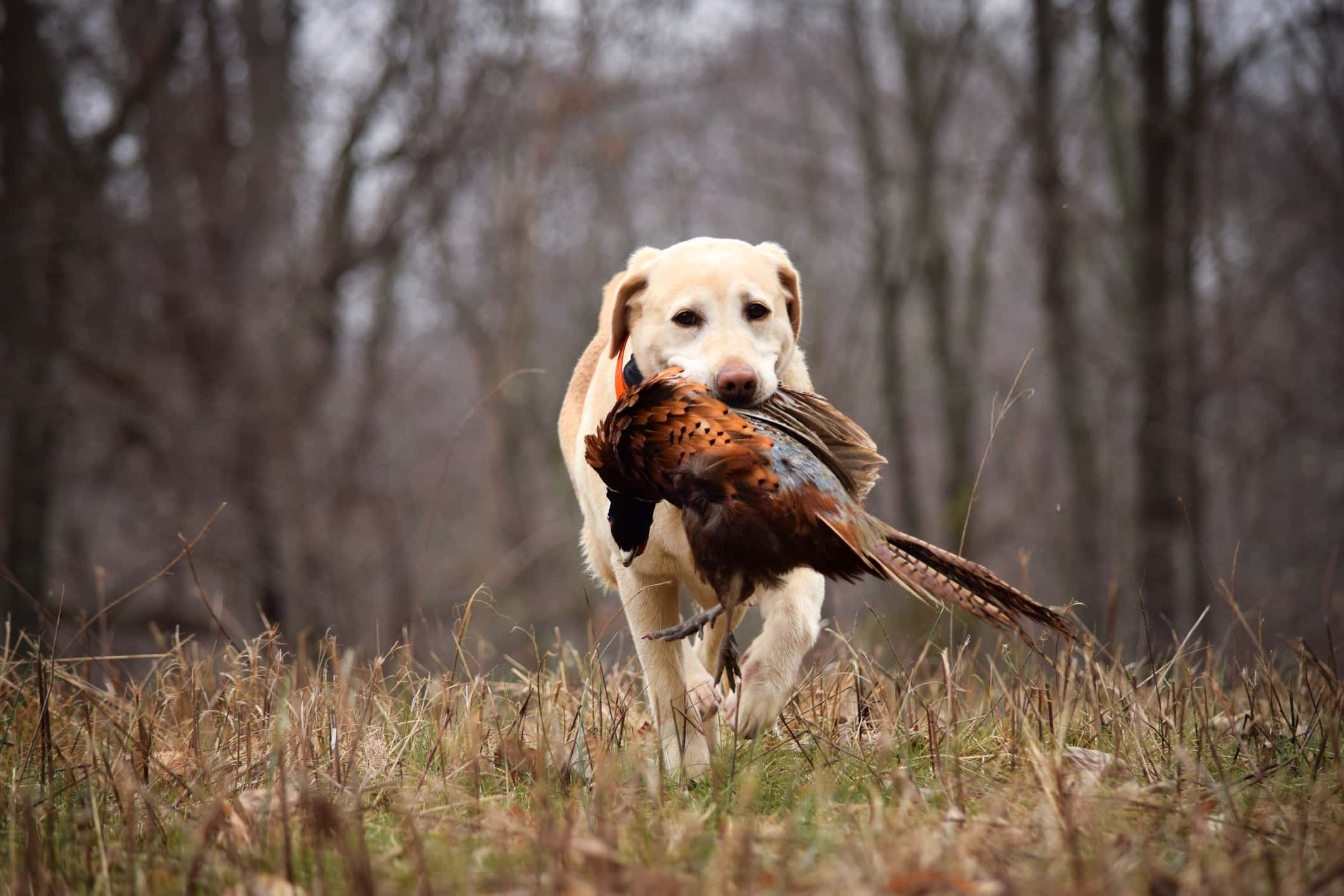 dogs-may-be-using-magnetic-field-to-navigate-and-find-their-way-back