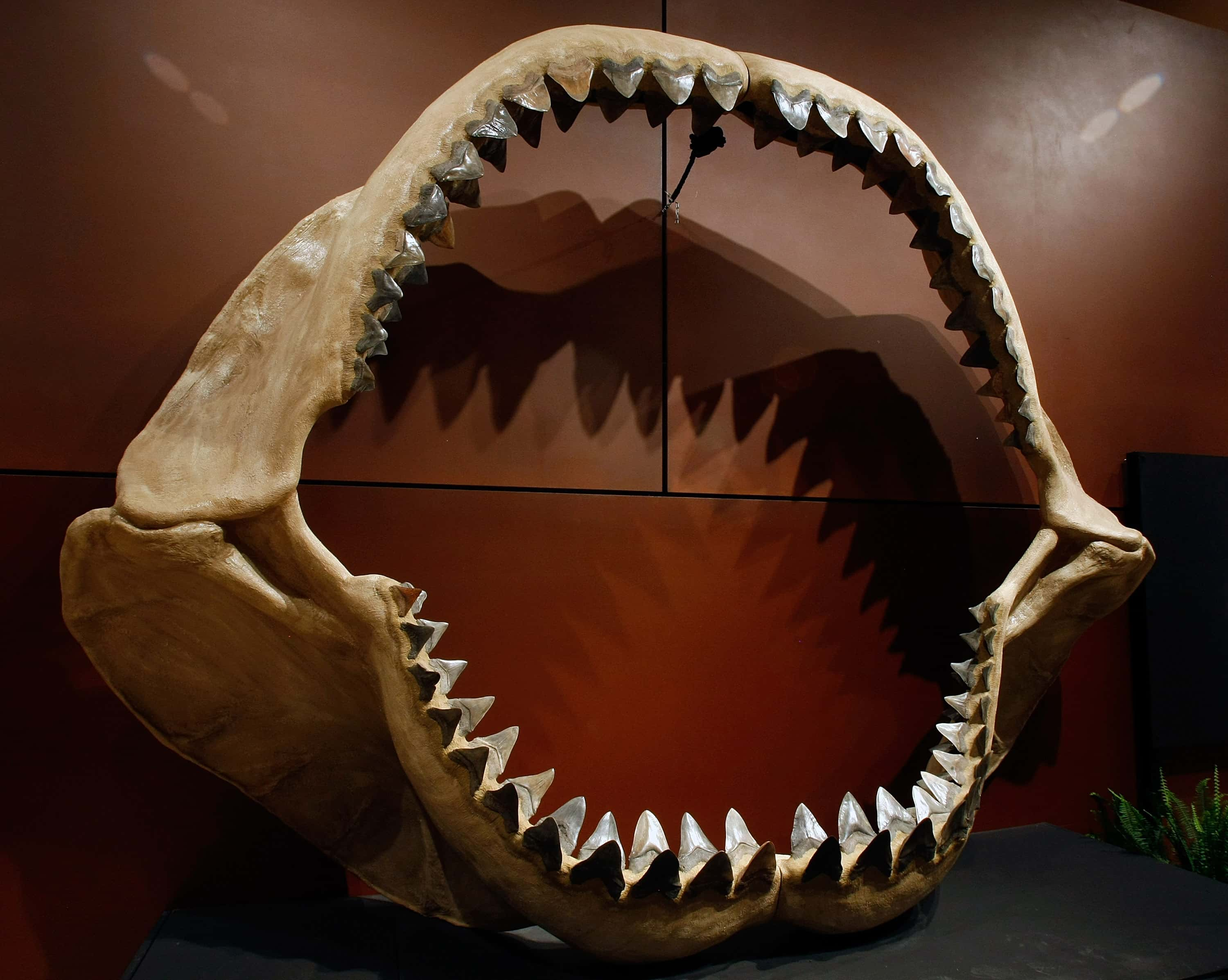 Megalodon. Ископаемая акула МЕГАЛОДОН. Древние акулы МЕГАЛОДОН. МЕГАЛОДОН 2004. МЕГАЛОДОН 2003.