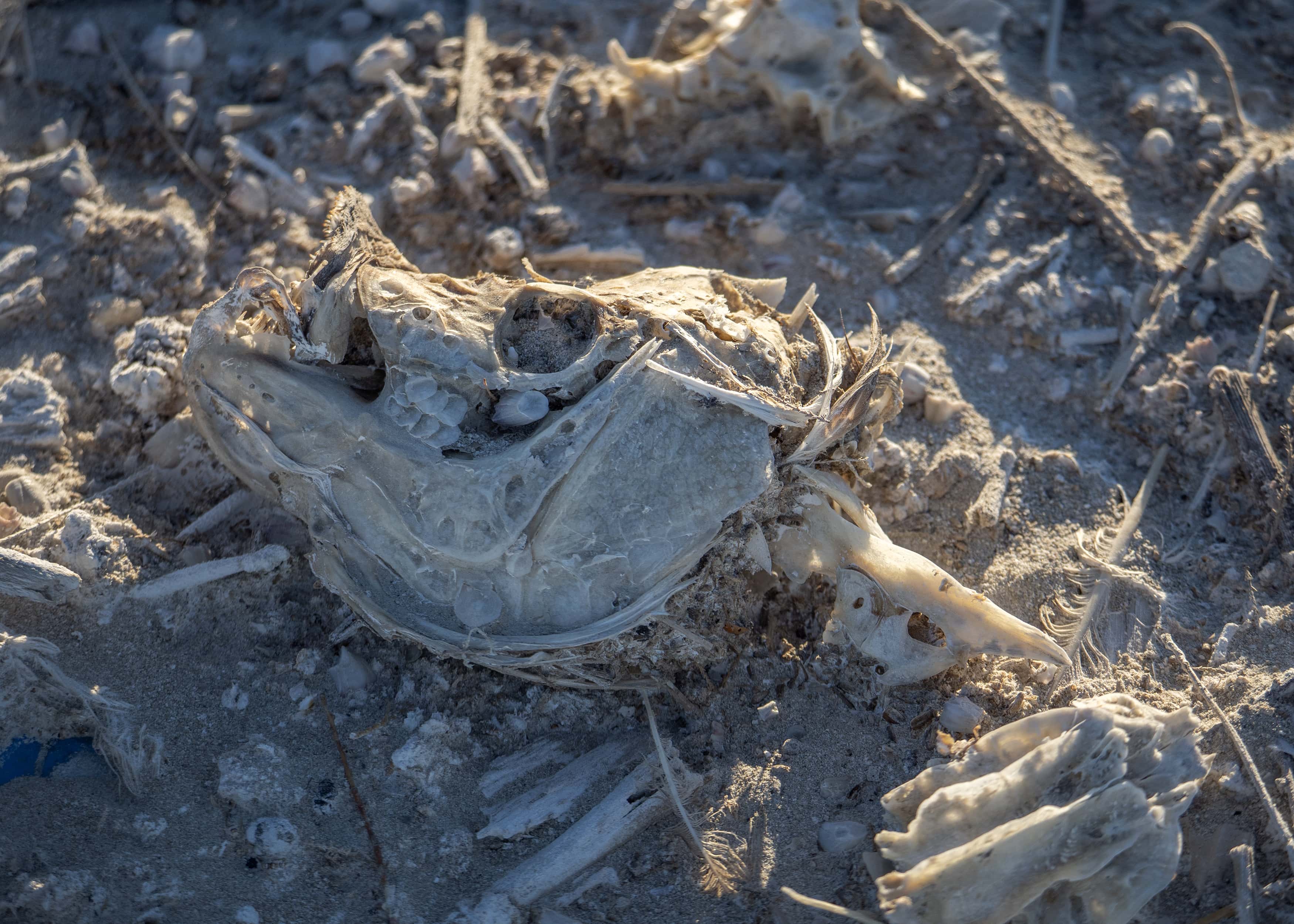 A dead tilapia fish, which have died by the millions in recent years, is seen on the shore of the Salton Sea on December 28, 2018 near Calipatria, California, United States. Scientists believe that the southern portion of the San Andreas Fault will inevitably give birth to a massive earthquake, bigger than any that has occurred in Southern California in modern history. On top of the fault lies a rift lake, the Salton Sea, which is the latest in a series of great lakes to form then dry up with the changing course of the Colorado River throughout geologic history. The changing weight of these lakes is thought to have had a regulating effect by triggering periodic approximately magnitude 7 earthquakes to relieve built up tectonic pressures. That process stalled when the Colorado River was tamed by technology in the early 1900's and pressure is building. The current Salton Sea, California's biggest lake, formed when an irrigation engineering project accident in 1905 allowed the Colorado River to flood into the Salton Sink and form the body of water that would become more visited than Yosemite Valley in the mid- 20th Century. It also became one of the most important stops for migrating birds in the North America. Now the increasingly salty water has killed most of the fish that millions of birds, such as white pelicans and eared grebes that make up 80 to 95 percent of the Western populations have relied on. The sea has spiraled into ecological collapse and is drying up after decades of debate and insufficient action have failed to stop it. The demise of the lake is now accelerating since some water that would normally flow into the sea has been sold to coastal cities.