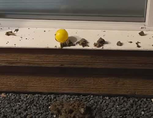 Cow dung manure sprayed around Gabriela's home ( KXAN screenshot/ YouTube)