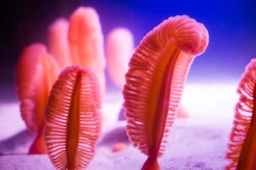 A sea pen may look a single animal, but each one is really colony of up to 40.000 tiny creatures called polyps, each about the size of an ant's leg.