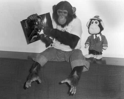 Portrait of Bubbles, a chimpanzee owned by popular entertainer Michael Jackson, dressed in jeans and a t-shirt, holds up a photo of himself and the singer, while a plush Bubbles doll stands beside him, Tokyo, Japan, 1987. (Photo by Hulton Archive/Getty Images)