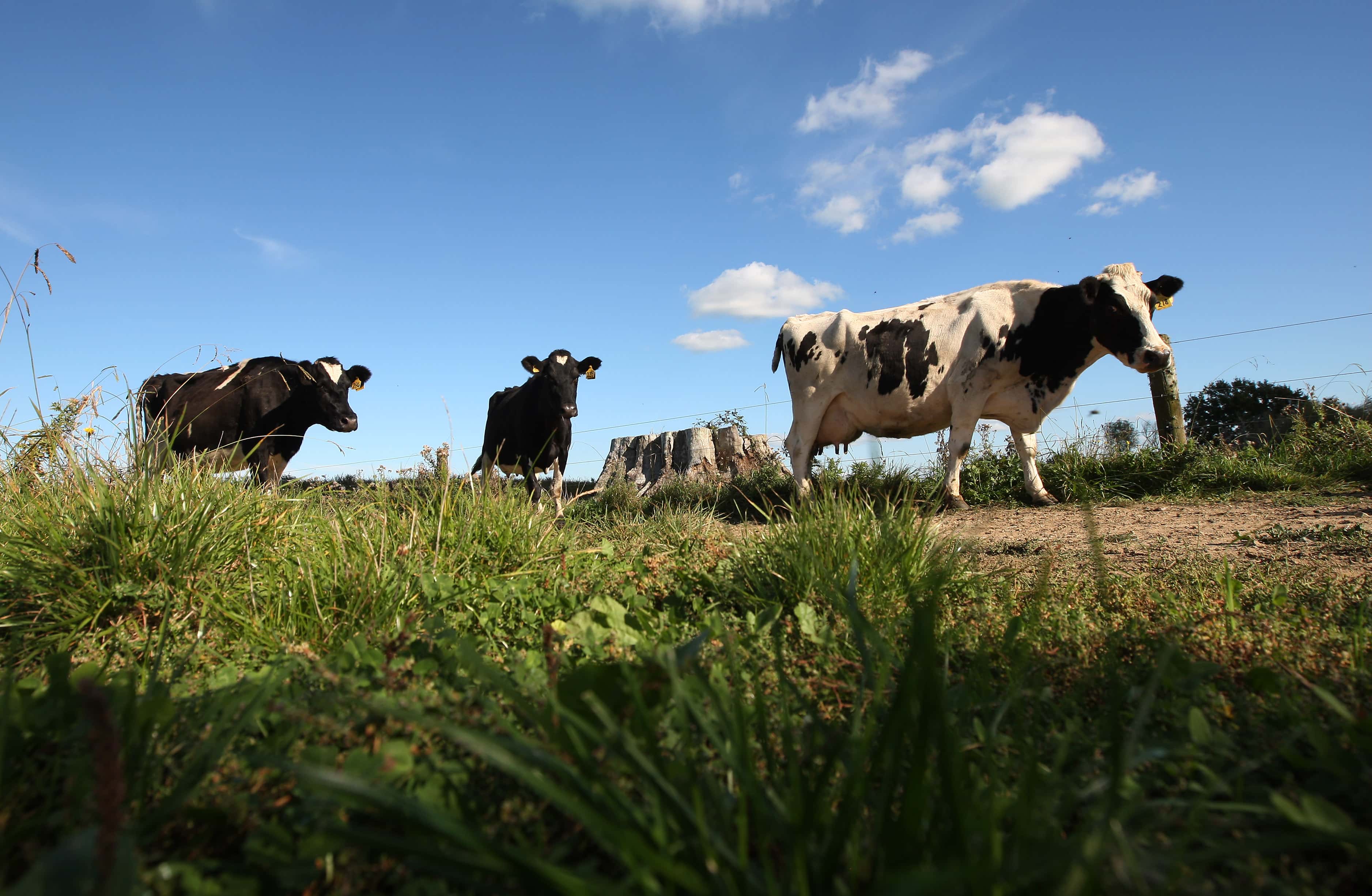 A herd of cows make their way down the race to the milking shed at a dairy farm on April 18, 2012 in Morrinsville, New Zealand. Raw milk sales are growing as more people are educating themselves on what they believe healthy food is.
