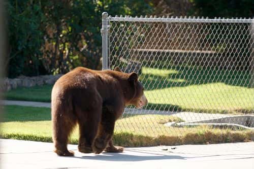 An adult black bear walks through a residential neighborhood on September 9, 2012 in Montrose, California. The bear was first seen walking on the 210 freeway, which was subsequently closed for a short time, before moving further into the city. Bears and other wildlife are drawn to the cities that line the foothills of the San Gabriel Mountains northeast of Los Angeles in search of water, pet food and trash left out by residents. Some residents reportedly feed the bears bacon and other food, a practice strongly condemned by wildlife officials.