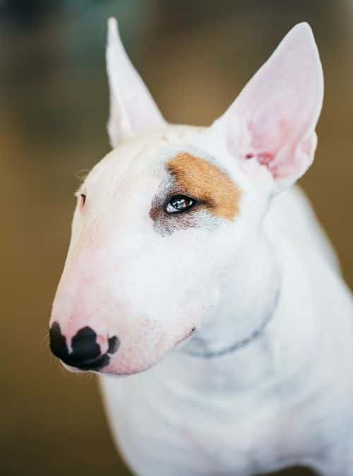 Close Up Pet White Bullterrier Dog Portrait Indoor On Brown Background