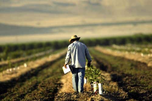 A farm worker labors in a field on August 11, 2004 near the town of Arvin, southeast of Bakersfield, California. California?s Central Valley is one of the nation's most important agricultural and oil producing areas. Mass food production has brought heavy use of chemicals, including pesticides that have sickened hundreds of area workers and residents. In 2002, the last year for which numbers are available, 172 million pounds of pesticides were used on California fields sickening 478 people as airborne chemicals drifted 39 times, according to the state Department of Pesticide Regulation. On May 2, a crew of 100 workers was caught in a drift of pesticide near Arvin that made 19 of them sick, including a woman who was five months pregnant. This spring, state Sen. Dean Florez introduced a bill, the Pesticide Drift Exposure Response Act, to help pay for field workers' medical care.