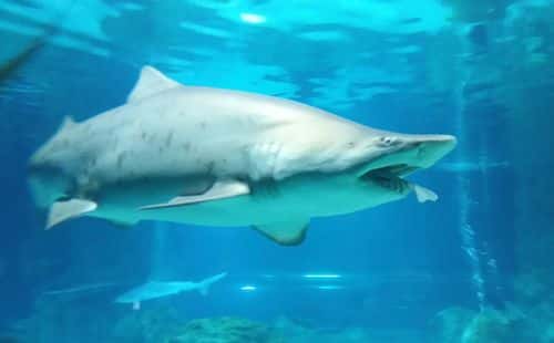 In this handout photo released by the COEX Aquarium, Sand tiger shark with a Banded hound shark in its mouth at COEX Aquarium on January 29, 2016 in Seoul, South Korea. The female sand tiger shark measuring 7.2 ft, ate a male banded hound shark 3.9 ft at the COEX Aquarium. According to the statement by the aquarium PR, sharks sometimes bite other sharks out of astonishment when they bump into them in their own territory.