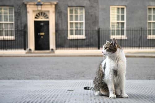 Larry the Downing street cat sits on the pavement in front of 10 Downing Street on July 5, 2022 in London, England. Minister for Health, Sajid Javid, resigned from the Government this evening closely followed by the Chancellor of The Exchequer, Rishi Sunak. This morning, former senior civil servant Lord McDonald, indicated the Prime Minister had lied over the case of Chris Pincher MP and his history of sexual assaults.