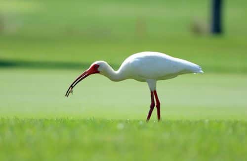 An ibis catches a mole cricket during the final round of The Honda Classic at PGA National Resort And Spa on February 26, 2023 in Palm Beach Gardens, Florida.